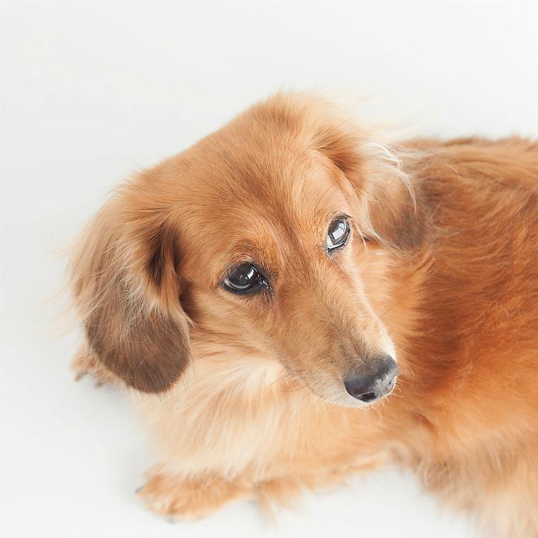 犬の目の病気 病院へ行くべき症状 種類を獣医師が解説 ペトコト