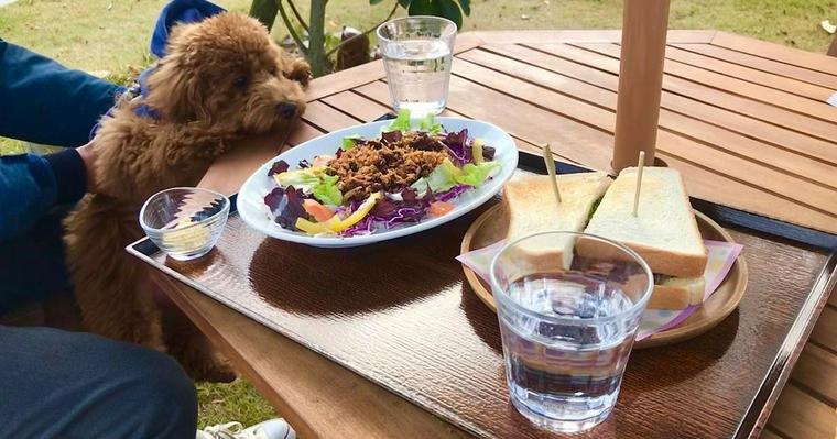糸島の犬と行けるドッグカフェ＆レストラン｜食後にドッグランや散歩ができる施設も