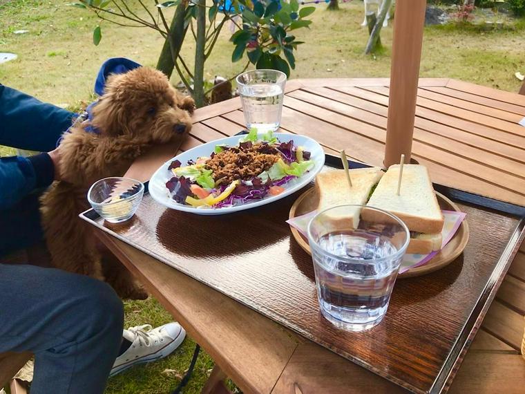 糸島の犬と行けるドッグカフェ レストラン 食後にドッグランや散歩ができる施設も ペトコト