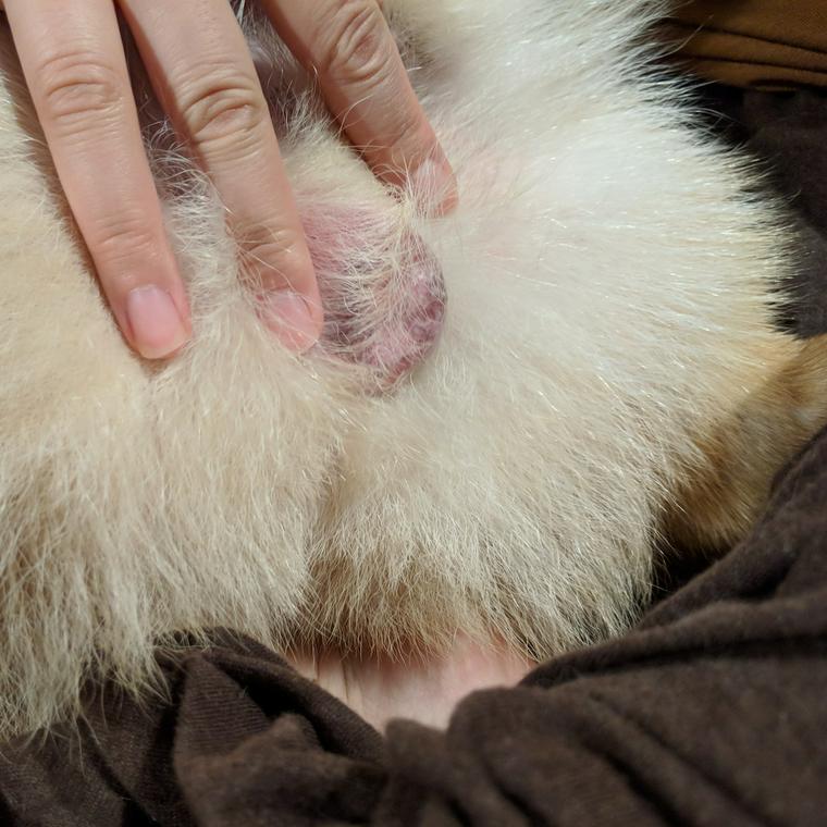 停留睾丸の犬