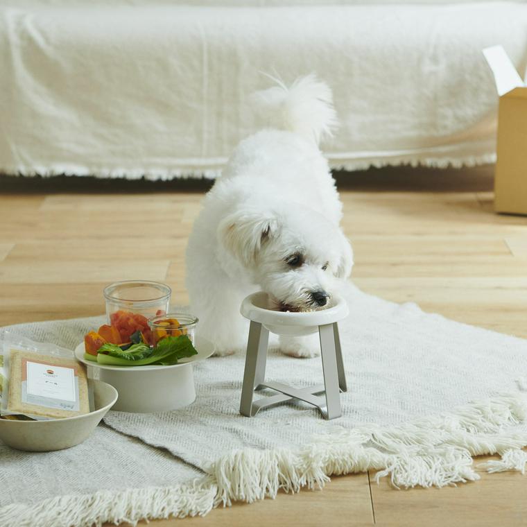 シニア犬 老犬 の食事 手作りの注意点や食べさせ方を栄養管理士が解説 獣医師監修 ペトコト