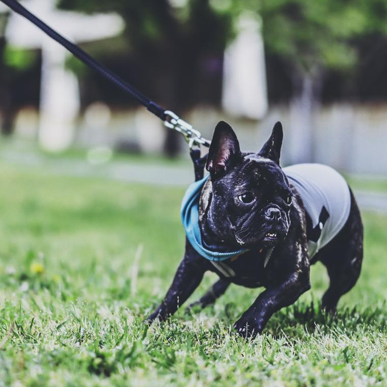 散歩する犬