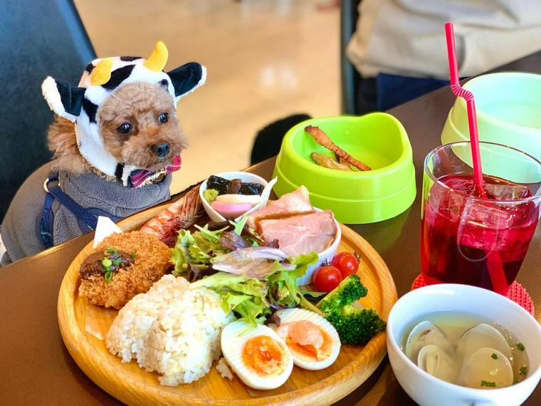 シュナカフェ