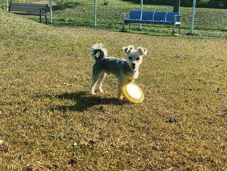 犬都記念公園ドックラン 