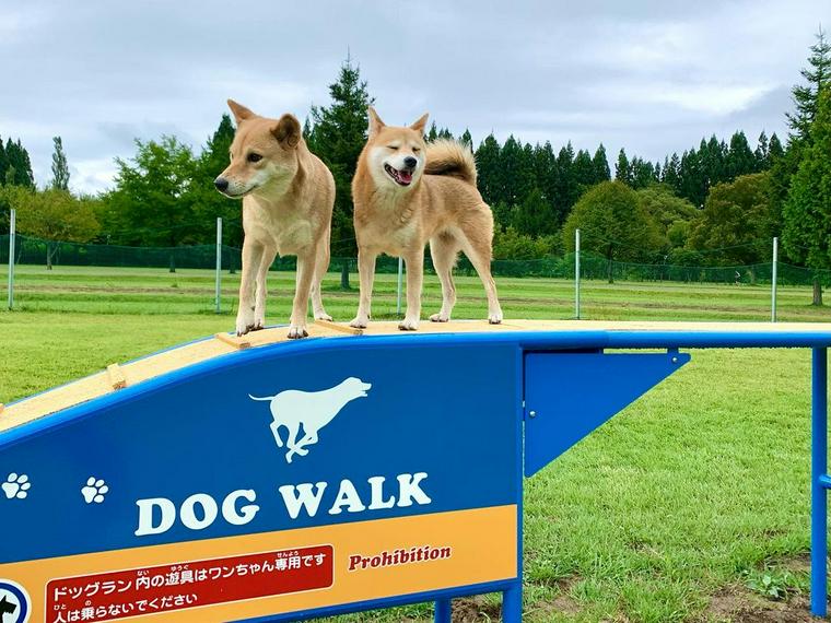 北欧の杜犬の冒険広場