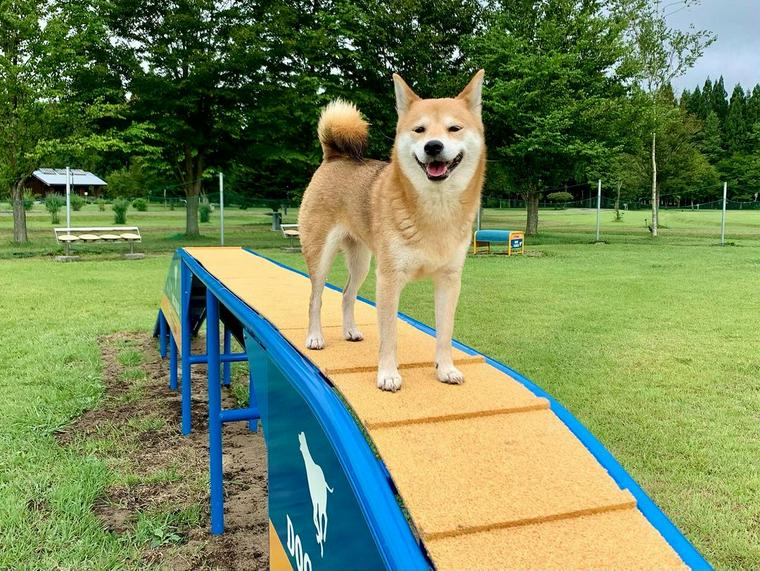 北欧の杜犬の冒険広場