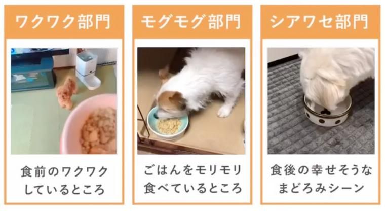 PETOKOTO FOODS WEB CM募集部門