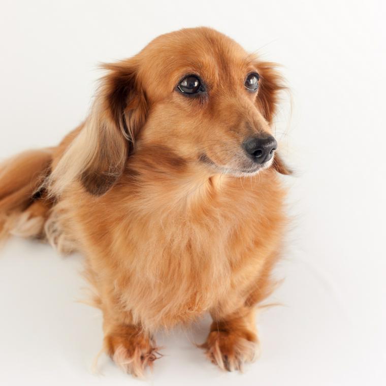 犬の膀胱結石 原因や手術など治療法 食事療法について獣医師が解説 ペトコト