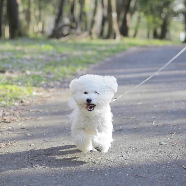 犬の膀胱結石 原因や手術など治療法 食事療法について獣医師が解説 ペトコト