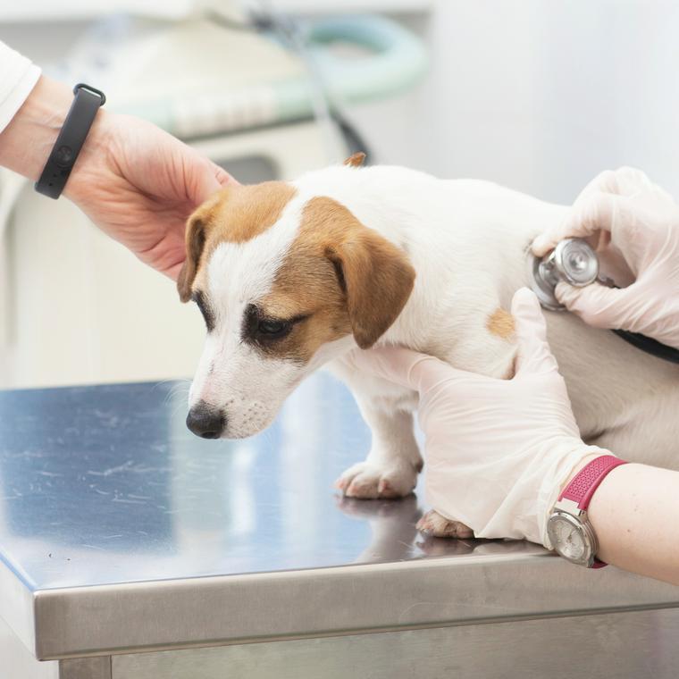 犬の肝臓腫瘍 良性 悪性 がん の違いや手術 食事療法など治療法を獣医師が解説 ペトコト