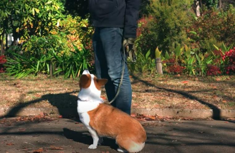 飼い主の左側につく犬