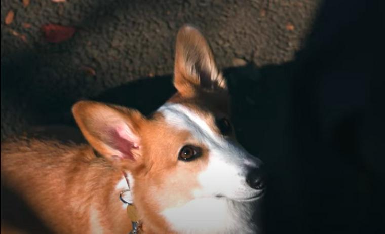 アイコンタクトをする犬