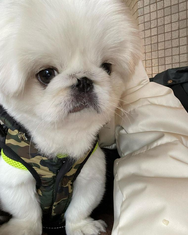 神戸三宮周辺のドッグカフェ 犬連れokのカフェ レストラン 神戸元町や三ノ宮駅周辺もあり ペトコト