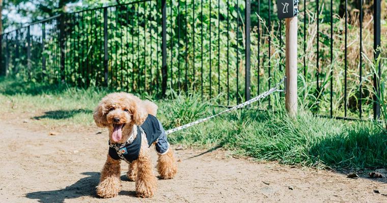 ムーミンバレーパークが愛犬と一緒に楽しむ期間限定イベントを開催