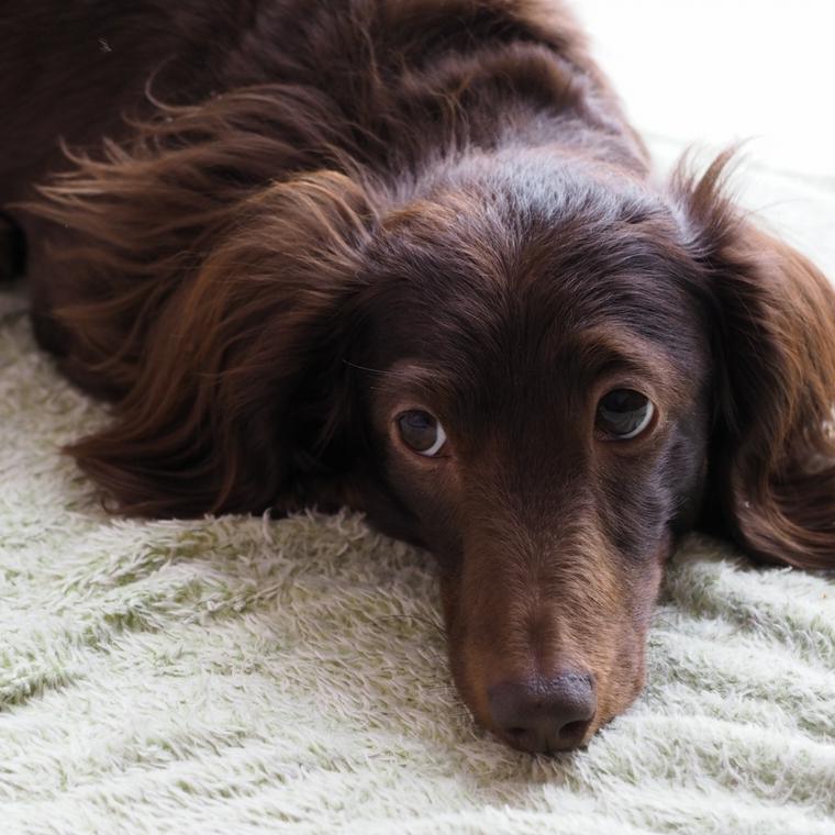 犬の椎間板ヘルニアとは 症状 グレードや原因を獣医師が解説 ペトコト