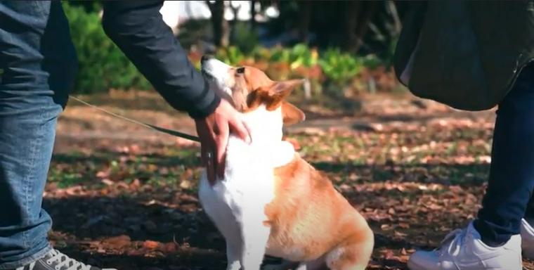 撫でられる犬