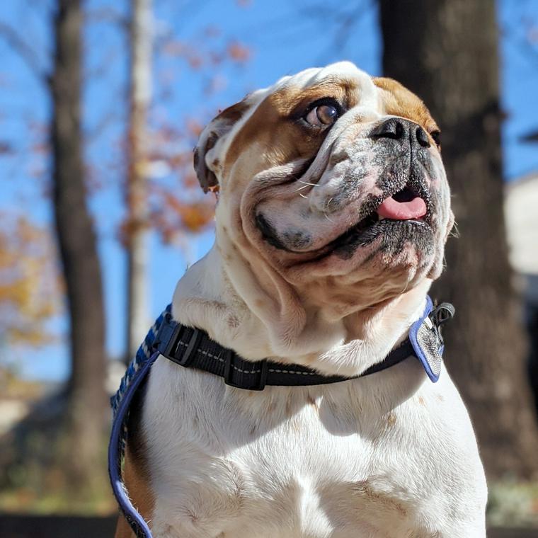 犬の脂漏症 考えられる原因や治療法を獣医師が解説 ペトコト