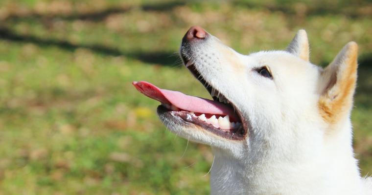 グラグラしている犬の歯は抜くべきか抜かなくても治るか獣医師が解説