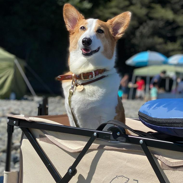 愛犬コルクとキャンプの様子