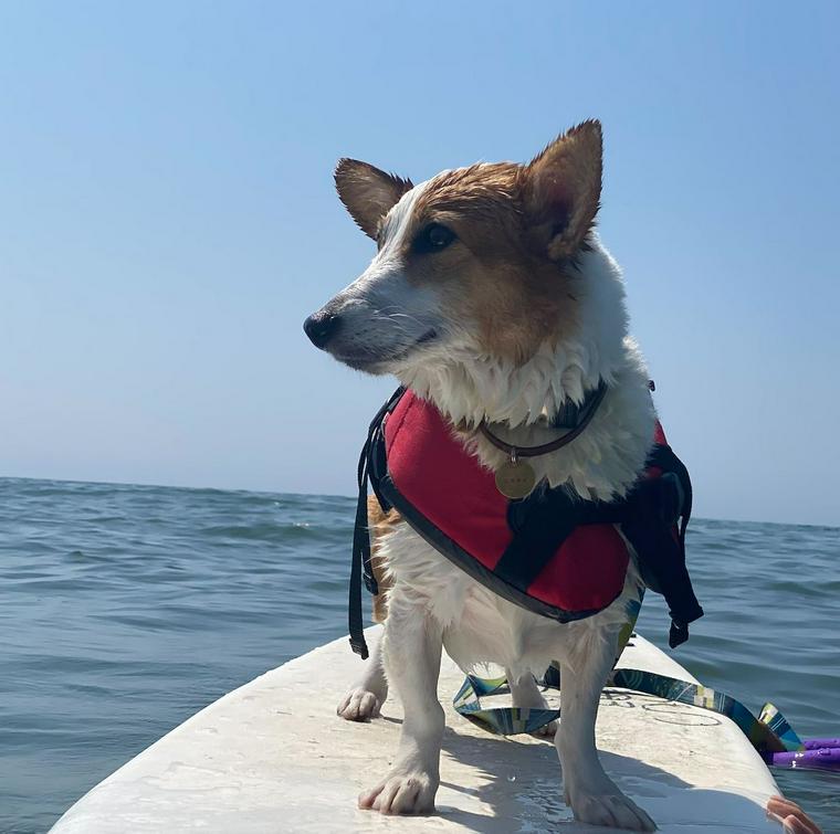 愛犬コルクとSUPを楽しむ様子