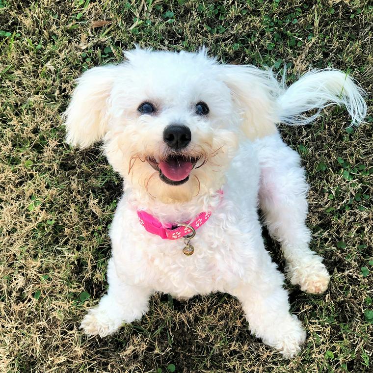 首輪をつけて遊びたそうにする犬