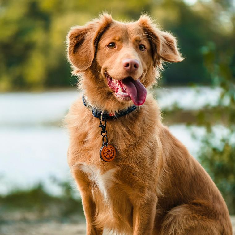 首輪をつけて笑顔の犬