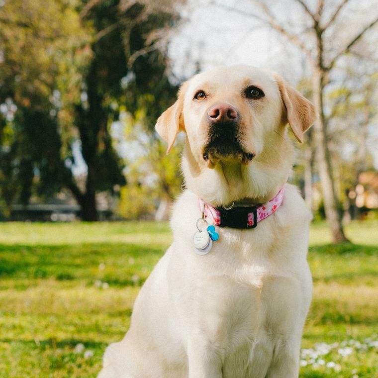首輪をつけて飼い主を待つ犬