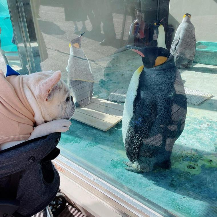 下田海中水族館