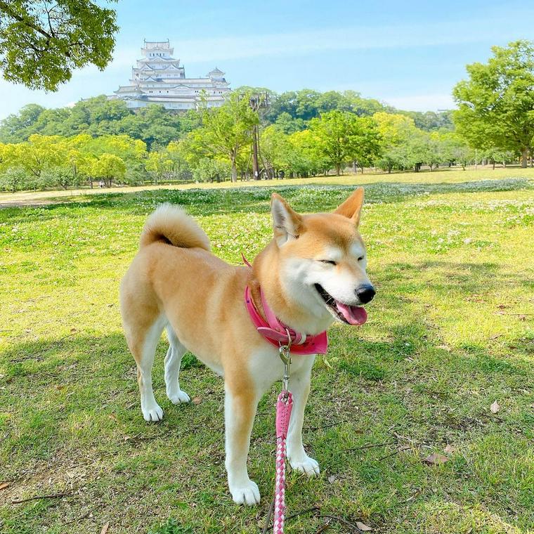 犬とお出かけ姫路編 公園や無料のドッグランなど10選を紹介 ペトコト