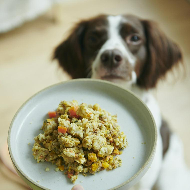 ごはん待ちの犬