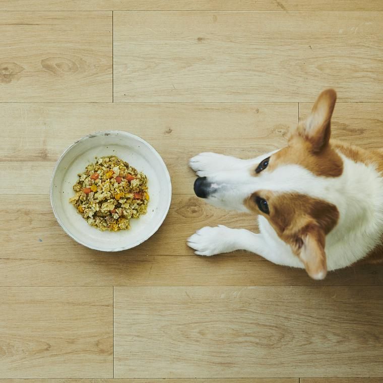 ごはん待ちの犬