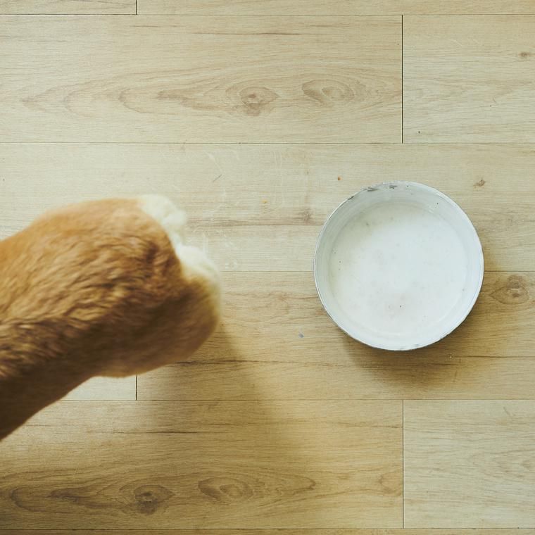 食後の犬