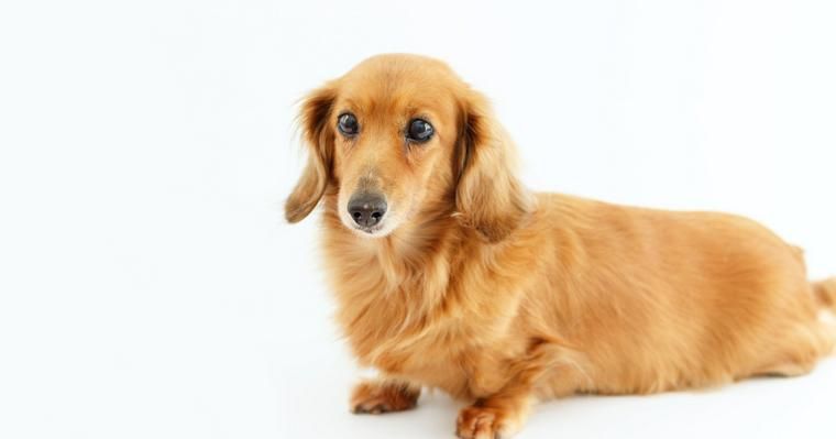 犬の関節炎｜種類や症状、治療法を獣医師が解説