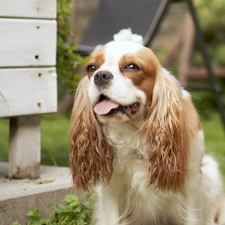 犬の心不全 症状や原因 治療法を獣医師が解説 ペトコト