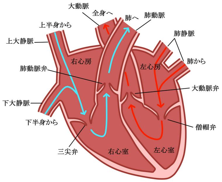 心臓