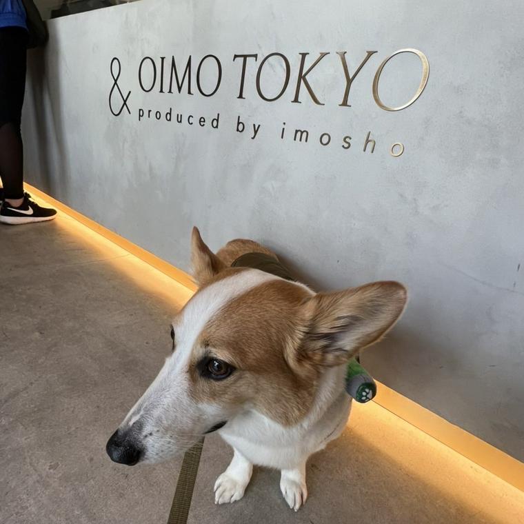 OIMOに訪れる社員犬コルク