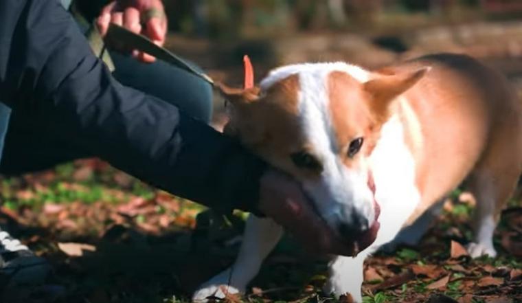 木の枝を口に入れた犬