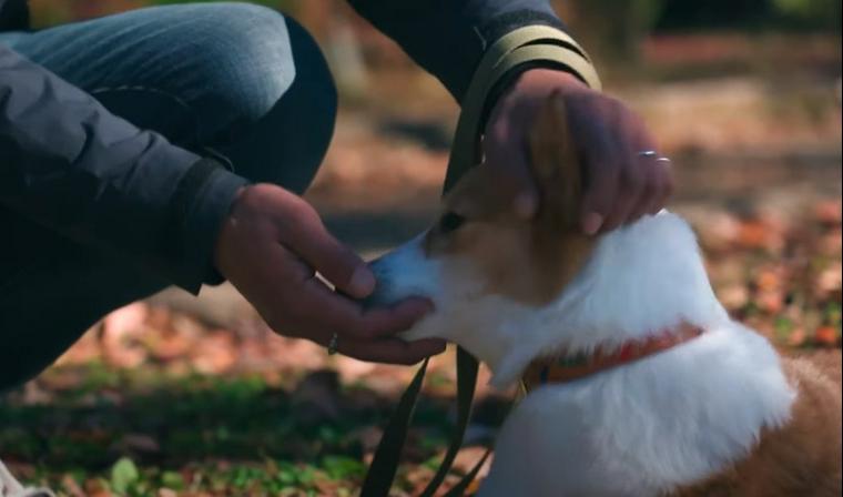 愛犬の口周辺を触る飼い主