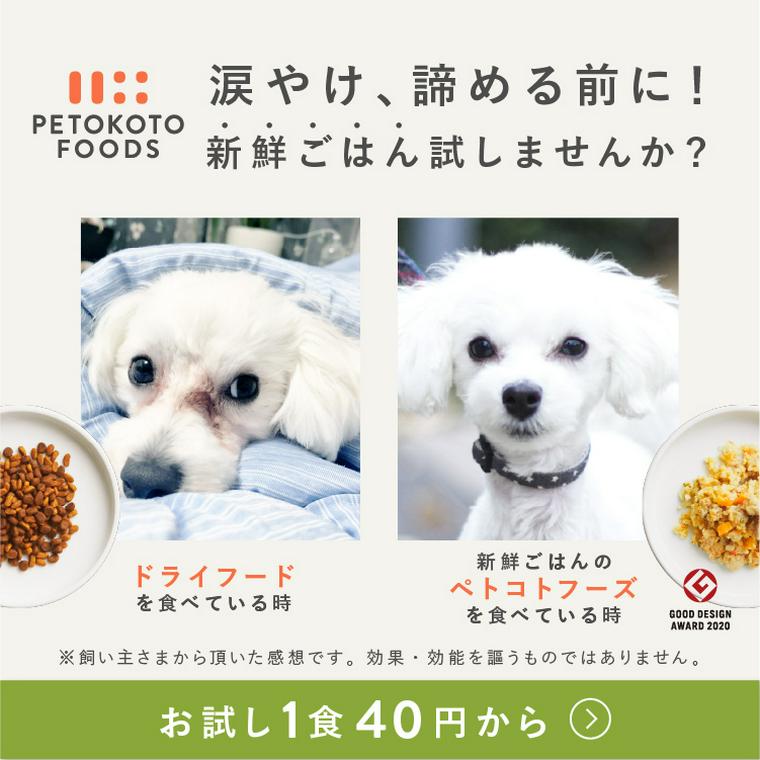 犬の涙やけ 原因や取り方 フードやサプリでの改善方法を獣医師が解説 ペトコト