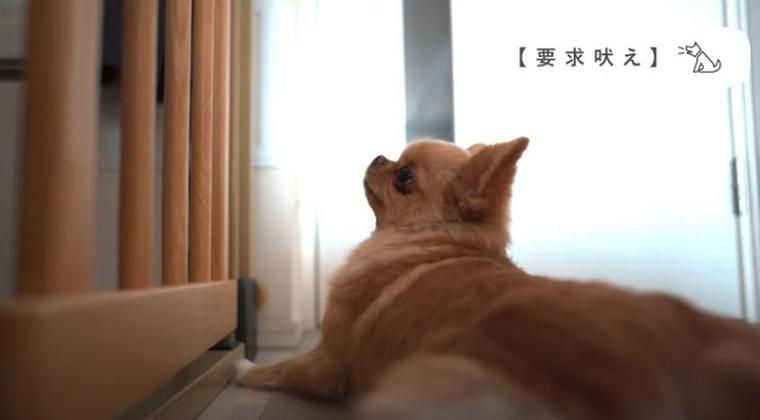 要求吠えする犬