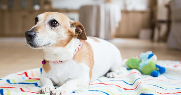 犬の腸閉塞｜症状や原因、治療法を獣医師が解説