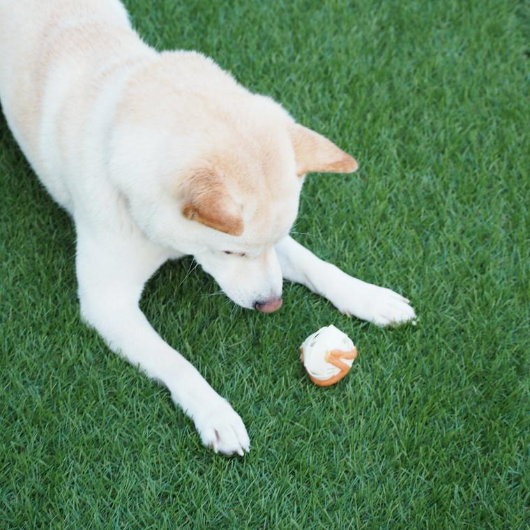 おもちゃで遊ぶ犬