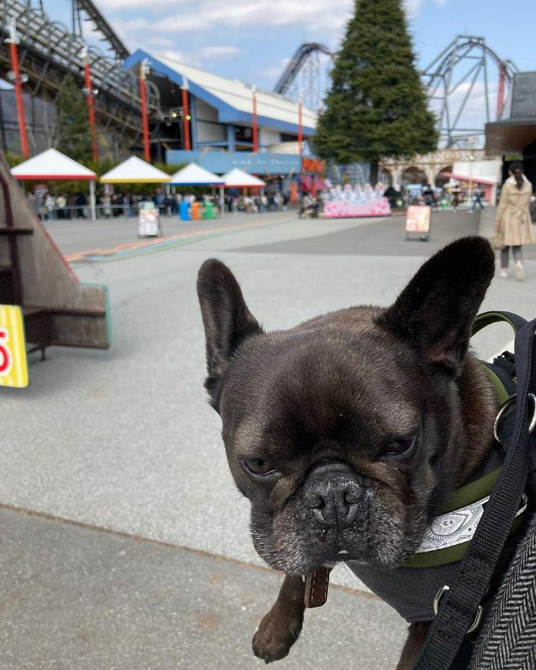 河口湖周辺の犬連れでお出かけできるスポット8選 公園やドッグランあり ペトコト