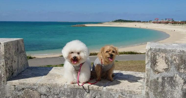 沖縄の犬連れで観光できる施設10選！ビーチや犬と遊べる場所もあり