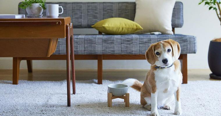 「IDÉE」がブランド初の小型犬向けペットグッズを発売！無印良品の一部店舗でも購入可能 | ペトコト