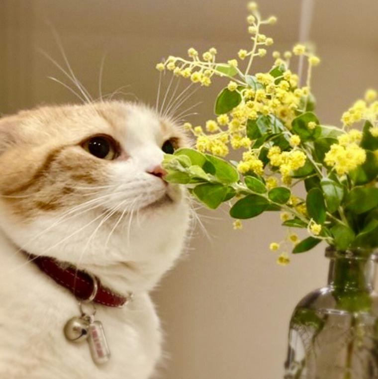 半額品 お花が大好きな猫ちゃん