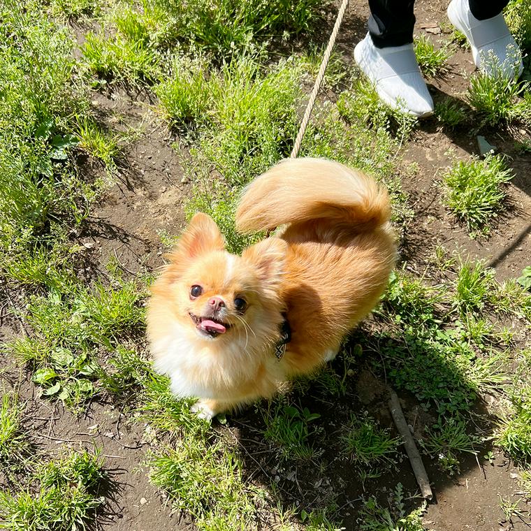 ピクニックを楽しむ犬