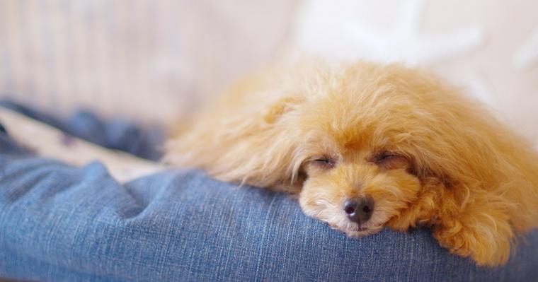 犬の胃潰瘍｜症状や原因、治療方法を獣医師が解説