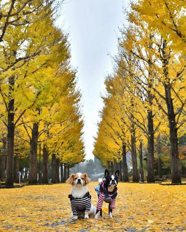 つくば 洞峰公園 ペット