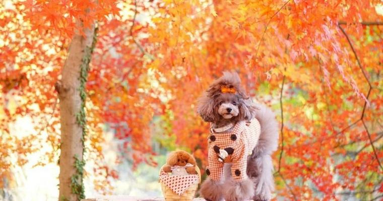 秩父周辺の犬連れでお出かけできるスポット10選！神社や紅葉もあり